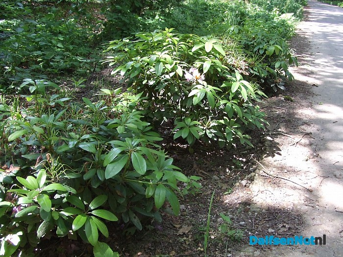 Rododendrons moeten Sterrebosweg opsieren