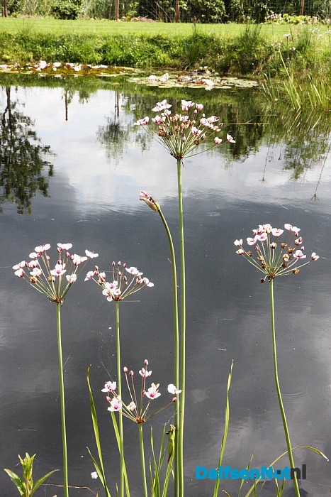 Open Tuinweekend Lemelerveld