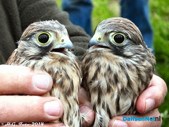 Vogels ringen Bij Boerhoes. - Foto: H.G. Foto
