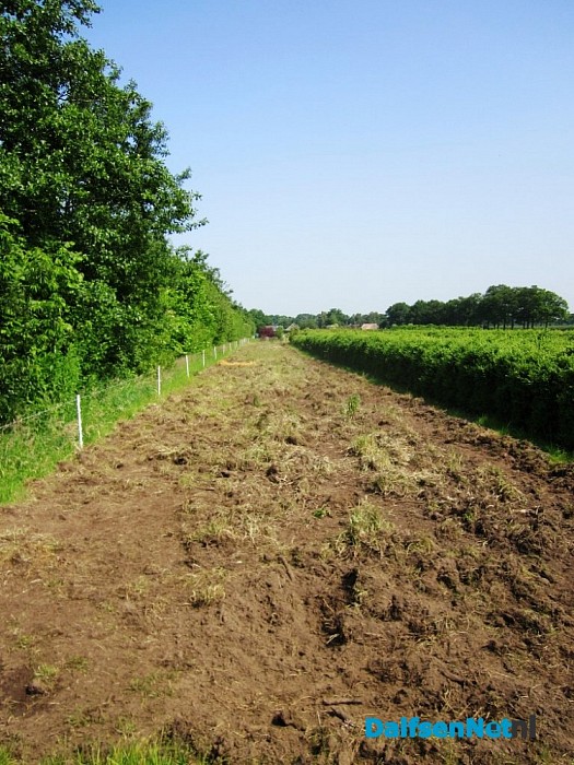 Decohof gaat nóg natuurlijker: er zijn varkens ingezet