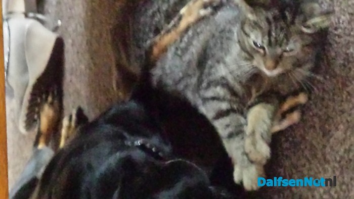 Poes vermist