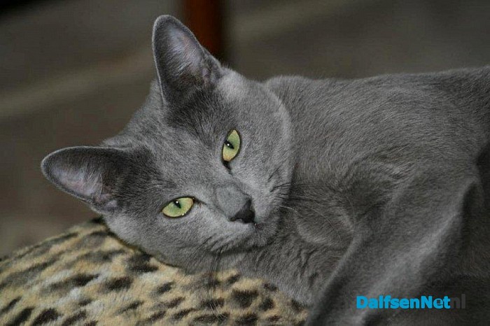 Vermist kat Boris, het is weer terug