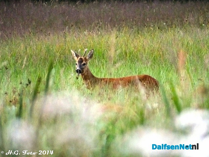 Zo maar een paar H.G. Foto,s (10) - Foto: H.G. Foto