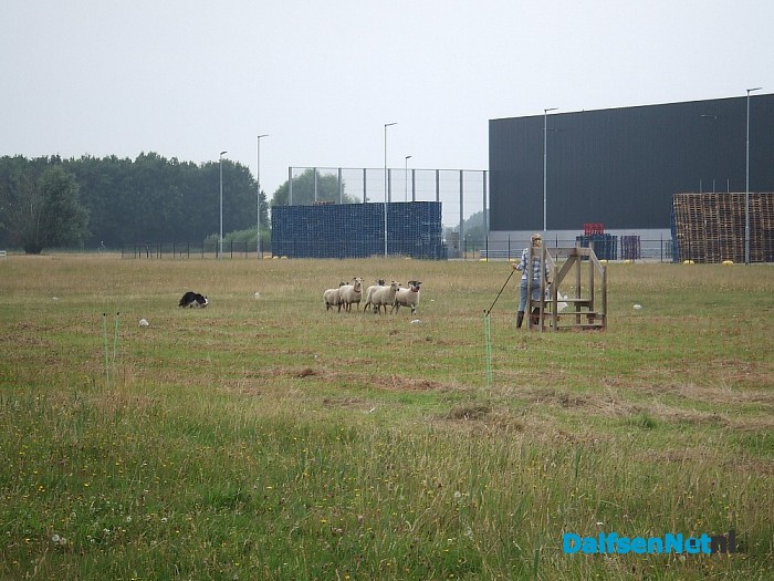 Schapendrijven wedstrijden in Zwolle aan de Nieuwleusenerdijk