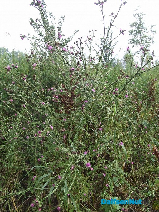 Van vuilnisbelt tot natuurpark “De Stokte”
