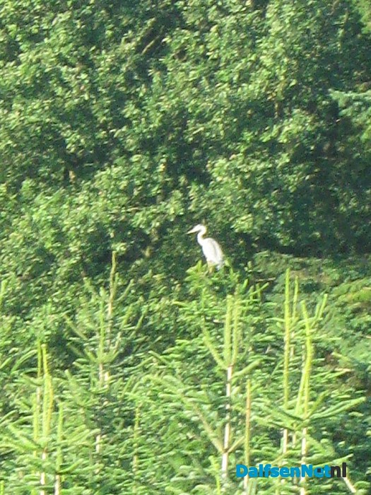 Een reiger in de boom