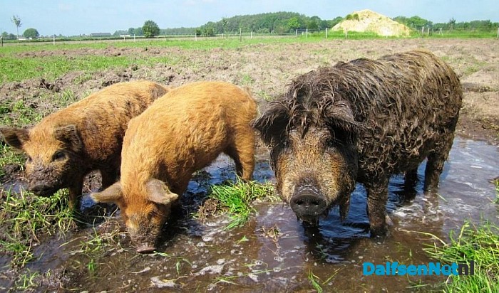 Decohof gaat nóg natuurlijker: er zijn varkens ingezet