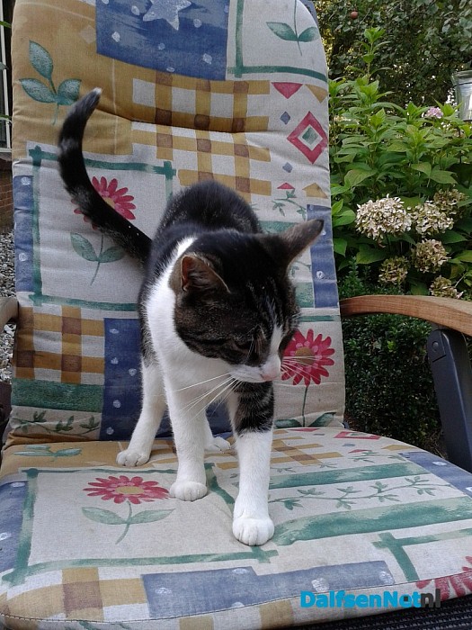 Kat gevonden
