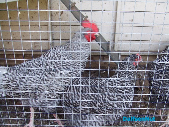 Natuurboerderij Lindehoeve voor kinderen en volwassenen