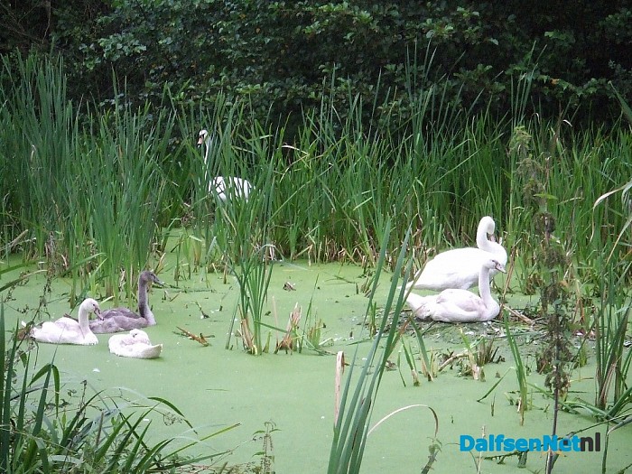 Zwanenfamilie in een soepbad