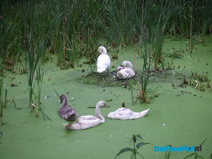 Zwanenfamilie in een soepbad