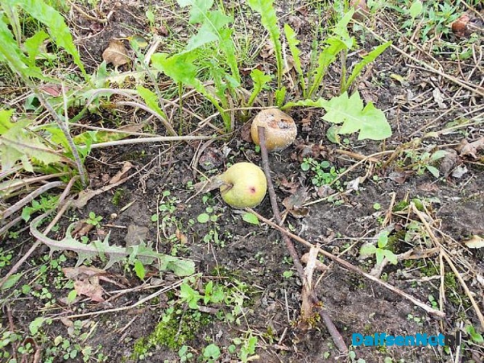 Klopt, ze liggen dicht bij de boom