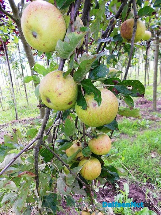 Klopt, ze liggen dicht bij de boom