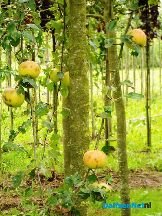 Klopt, ze liggen dicht bij de boom