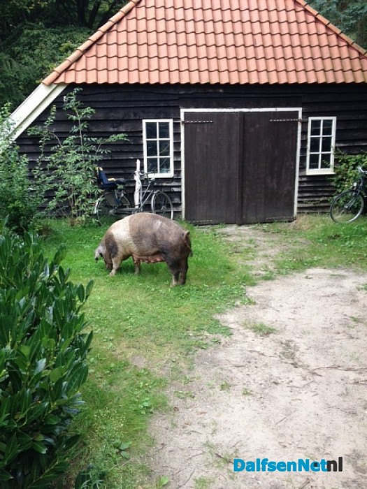 Wie mist er een varken
