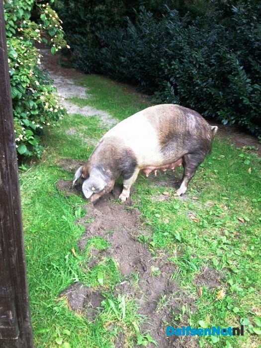 Wie mist er een varken