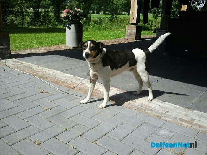 Vermist een boeren Fox