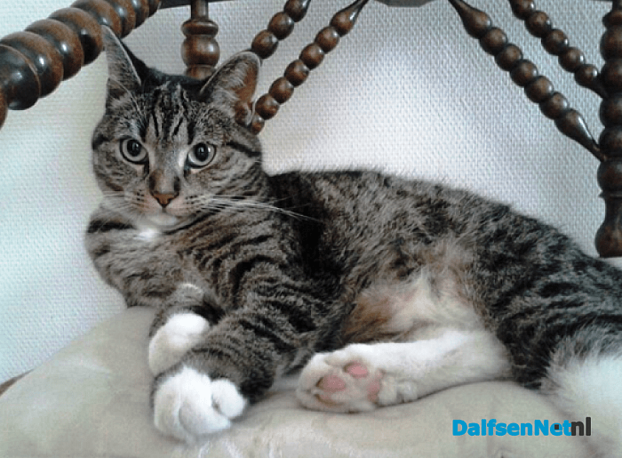 Poes vermist