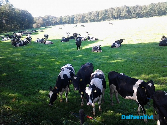 Koeien in de wei op 18 september 2014