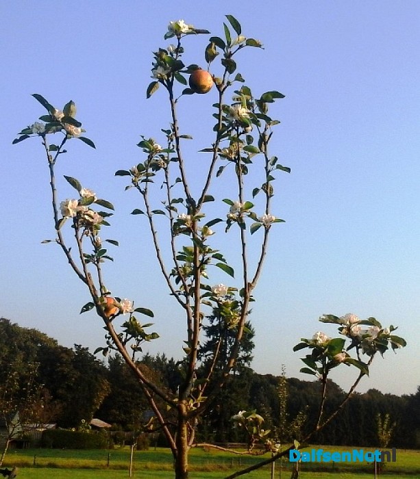 Appelboom van de leg?