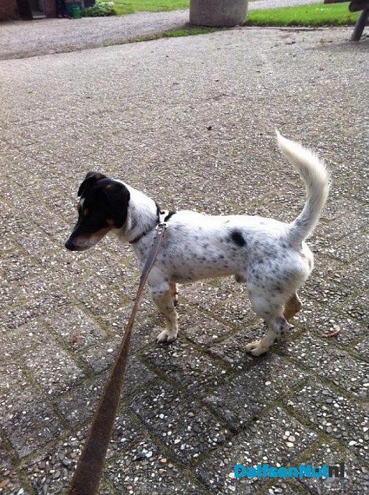 Hond aan komen lopen
