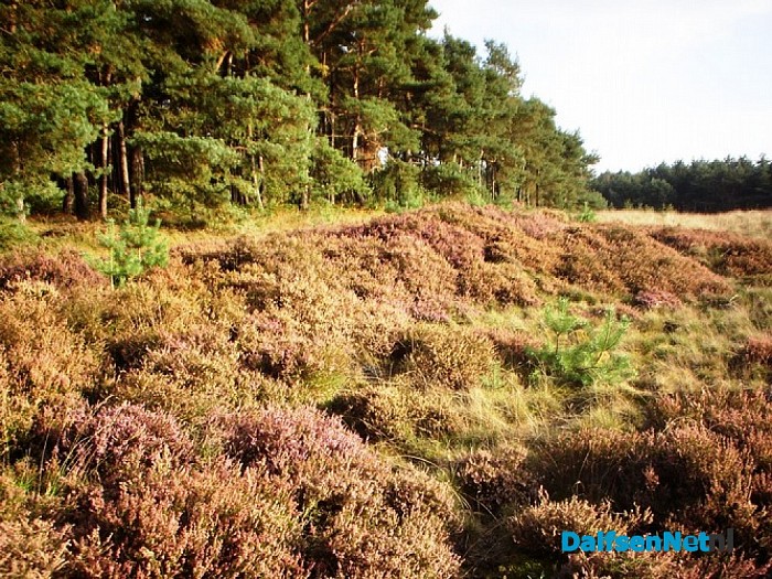 Heide nabij de Heideweg