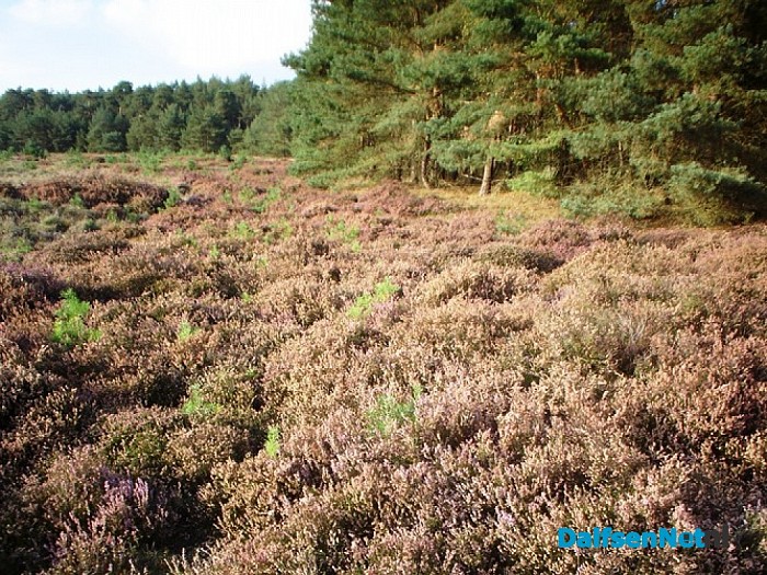 Heide nabij de Heideweg