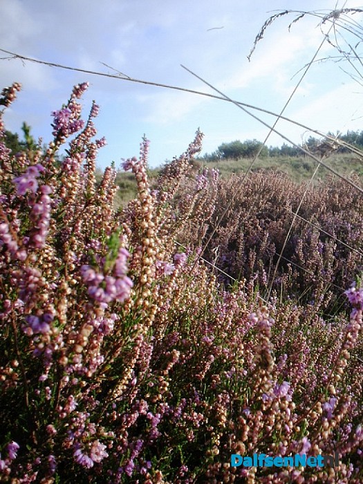 Heide nabij de Heideweg