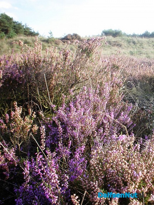 Heide nabij de Heideweg