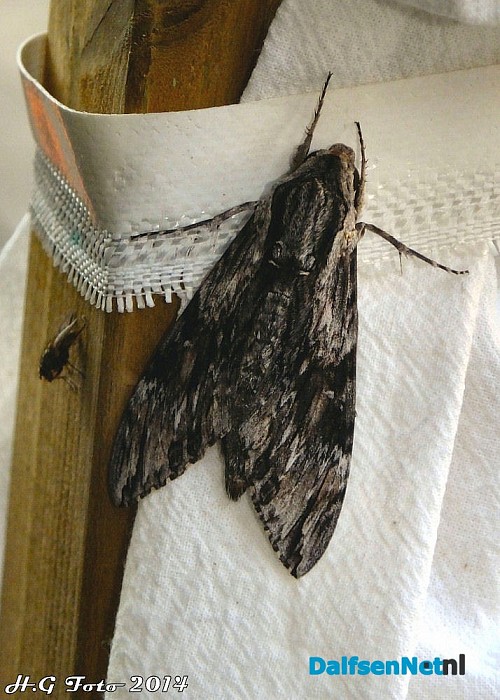 Wat is dit voor vlinder? - Foto: H.G. Foto