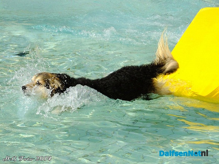 Zwemmen met de hond - Foto: H.G. Foto