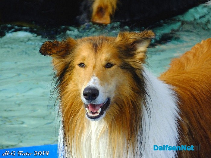 Zwemmen met de hond - Foto: H.G. Foto