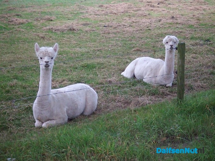 Noor is geboren en ligt in een kribbe….