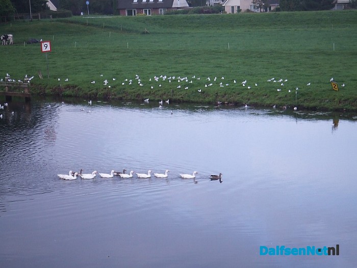 De voorste heet Hans, die anderen gans