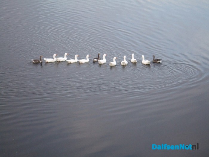 De voorste heet Hans, die anderen gans