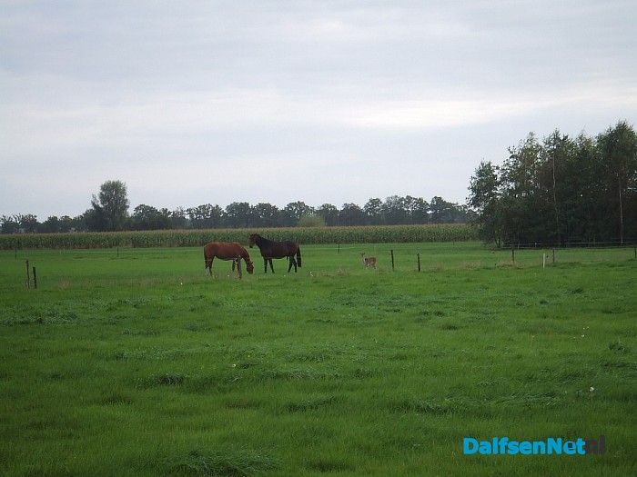 Ree tussen de paarden aan het grazen