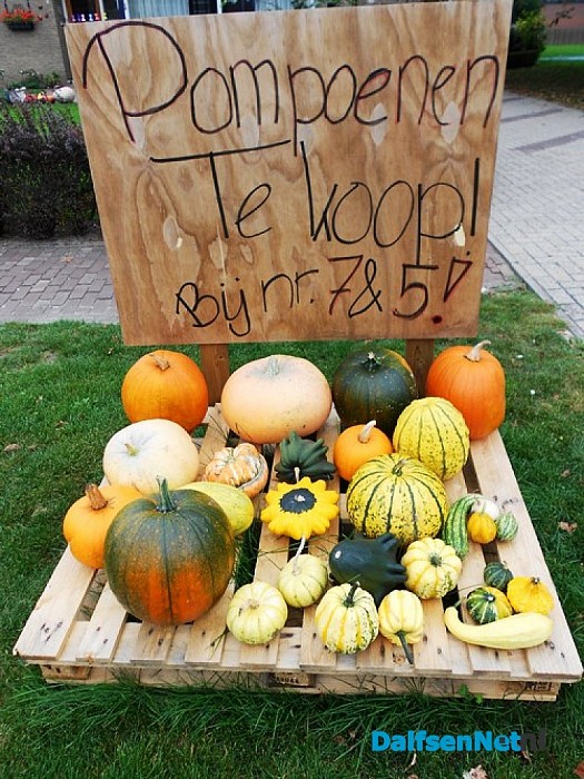 Pompoenen te koop