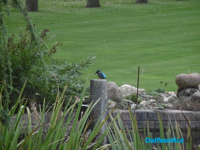 IJsvogel aan de schoolweg