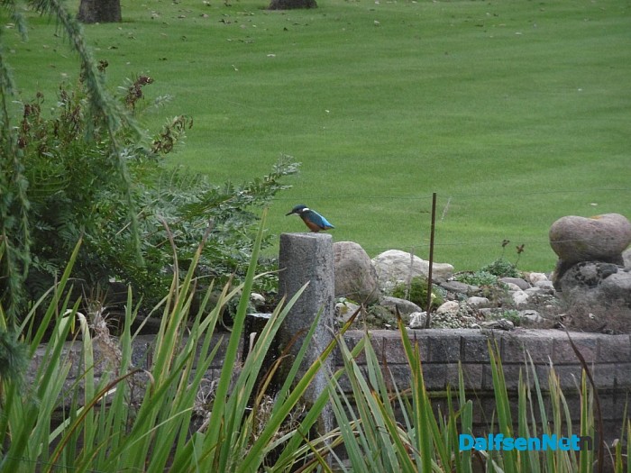 IJsvogel aan de schoolweg