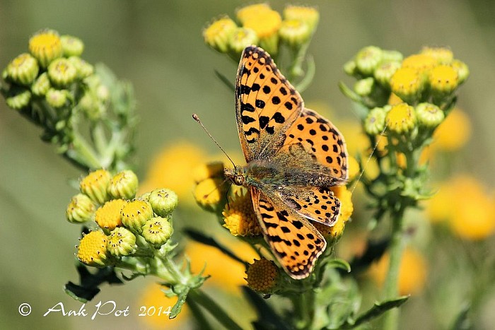 Foto van de maand september - Foto: Ank Pot
