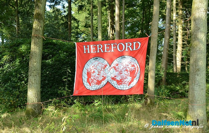 Hereford Keuring 13 september - Foto: Johan Bokma