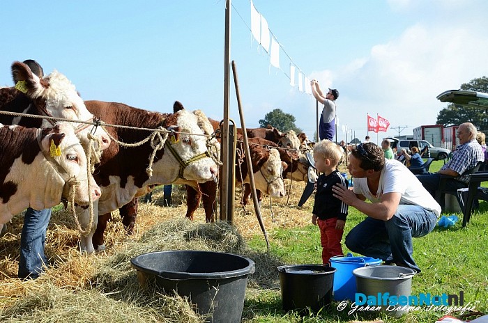 Hereford Keuring 13 september - Foto: Johan Bokma