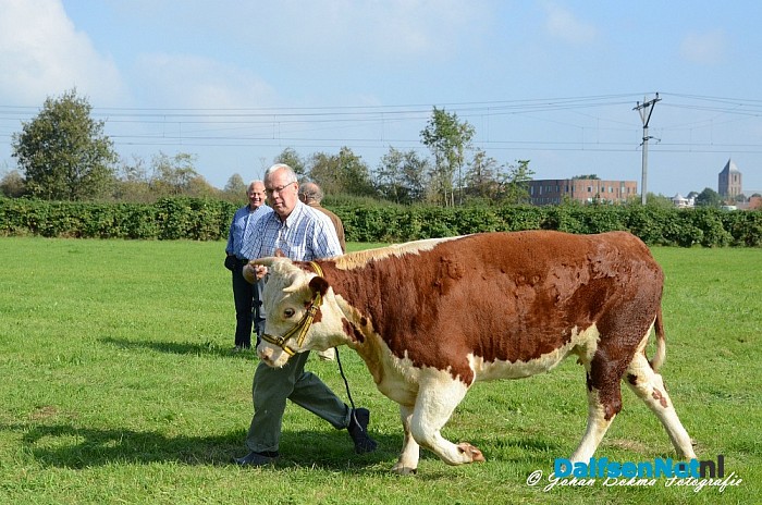 Hereford Keuring 13 september - Foto: Johan Bokma