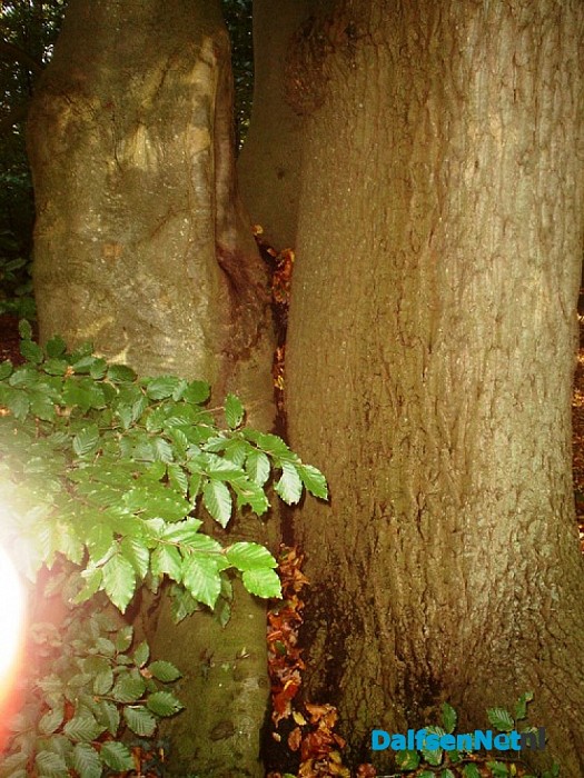 Bomen groeien aan elkaar