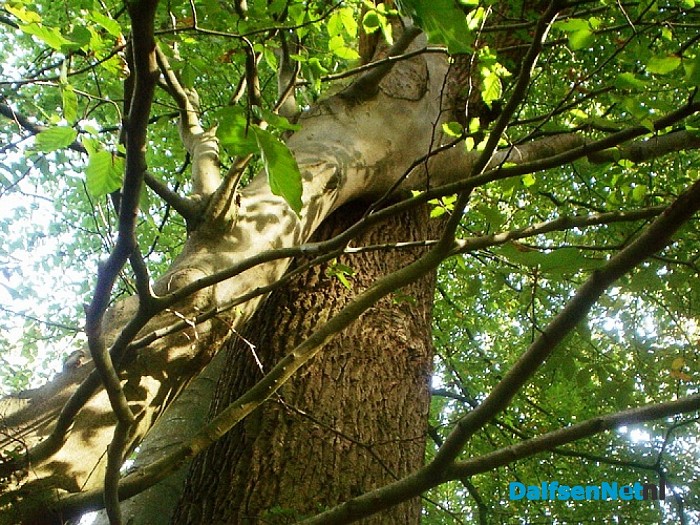Bomen groeien aan elkaar