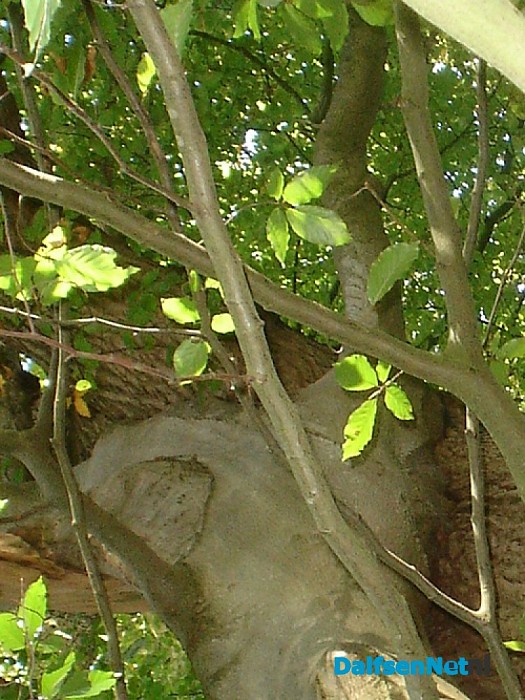 Bomen groeien aan elkaar
