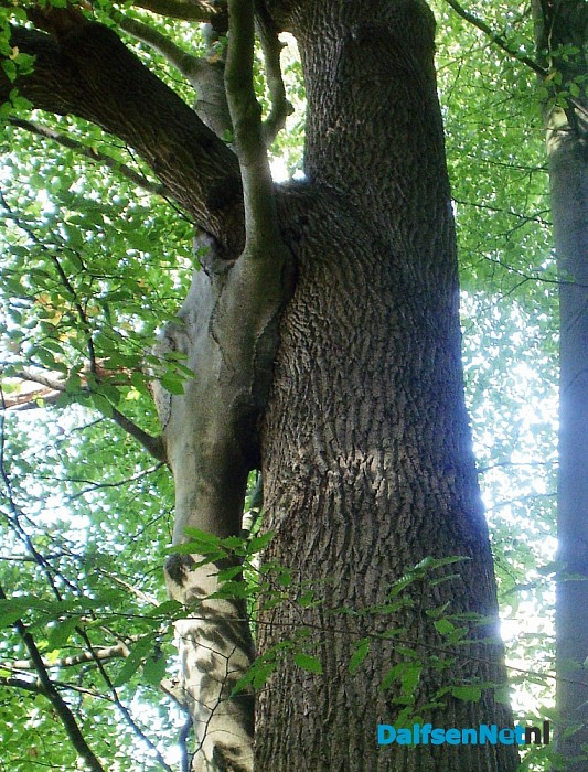 Bomen groeien aan elkaar
