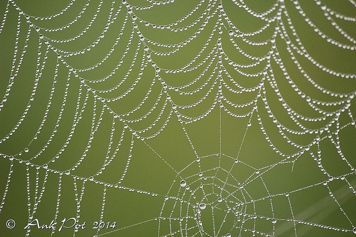 Foto van de maand Oktober - Foto: Ank Pot