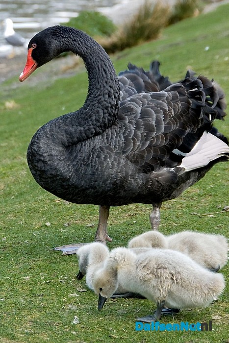 Zwarte zwanen op bezoek in Dalfsen