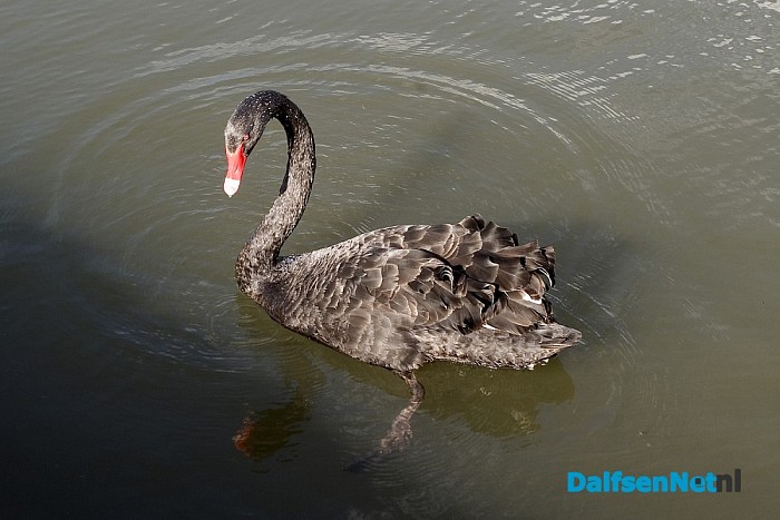 Zwarte zwanen op bezoek in Dalfsen
